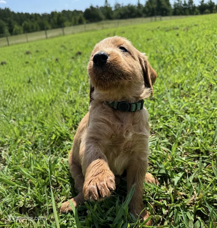 Green Collar – Goldendoodle puppy for sale in Pontotoc, MS