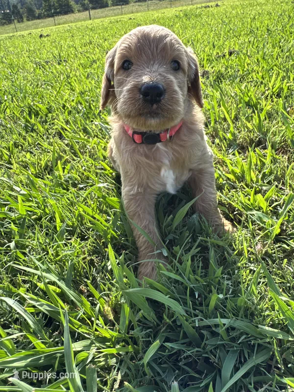 Hot Pink Collar – Goldendoodle puppy for sale in Pontotoc, MS
