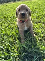 Hot Pink Collar, a female Goldendoodle for sale in Pontotoc, MS – 1 of 2