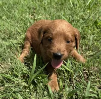 White Collar, a female Goldendoodle for sale in Pontotoc, MS – 4 of 5