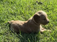 Mauve Collar, a female Goldendoodle for sale in Pontotoc, MS – 2 of 3