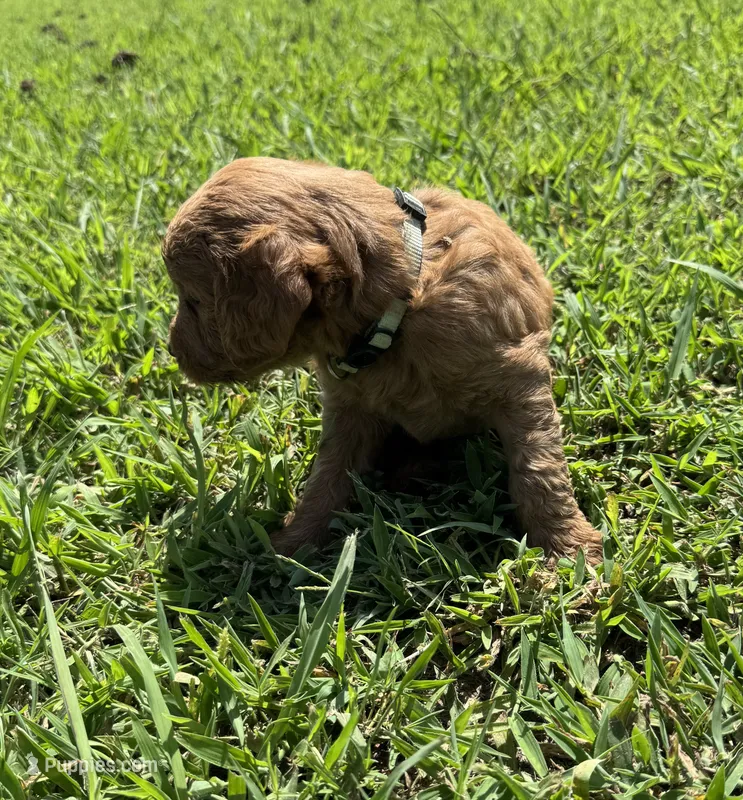 Teal Collar – Goldendoodle puppy for sale in Pontotoc, MS