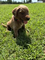 Red Collar, a male Goldendoodle for sale in Pontotoc, MS – 7 of 7
