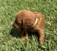 White Collar, a female Goldendoodle for sale in Pontotoc, MS – 2 of 5