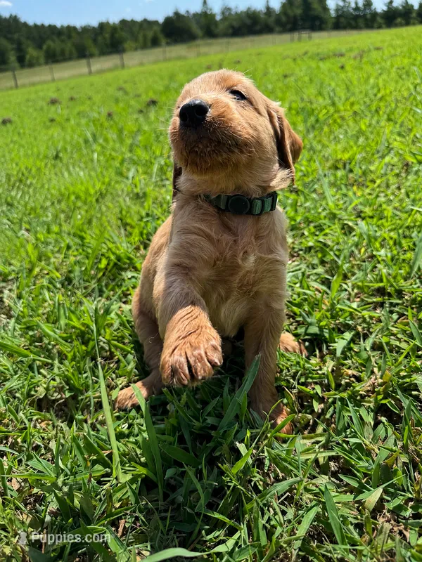 Green Collar – Goldendoodle puppy for sale in Pontotoc, MS