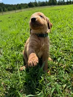 Green Collar, a male Goldendoodle for sale in Pontotoc, MS – 1 of 3
