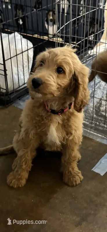 Hot Pink Collar – Goldendoodle puppy for sale in Pontotoc, MS