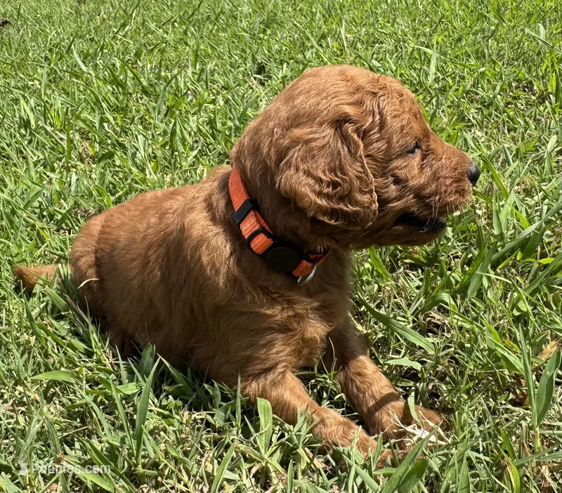 Orange Collar – Goldendoodle puppy for sale in Pontotoc, MS
