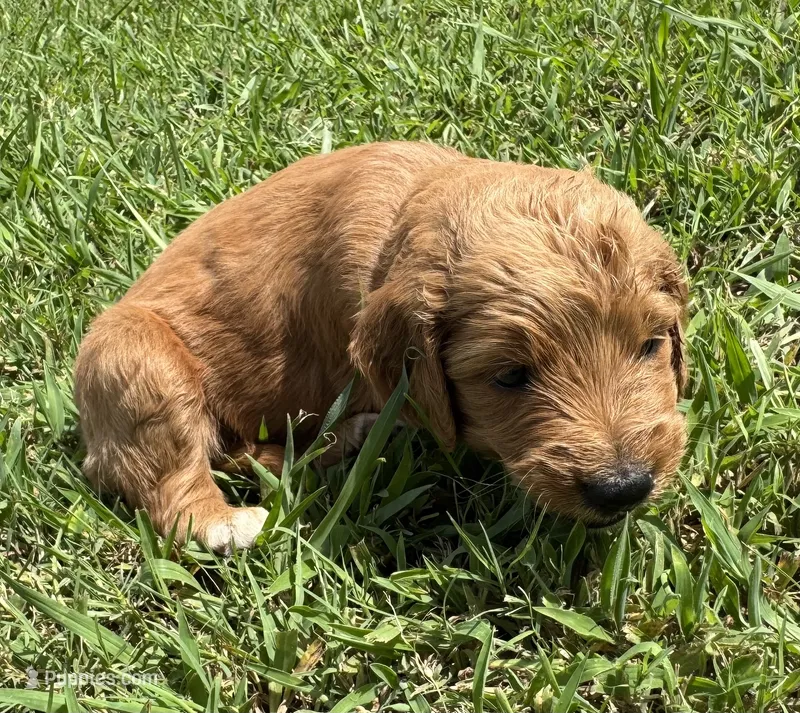 Aqua Collar – Goldendoodle puppy for sale in Pontotoc, MS