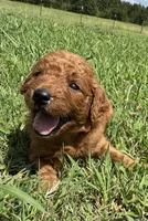 Orange Collar, a female Goldendoodle for sale in Pontotoc, MS – 3 of 4