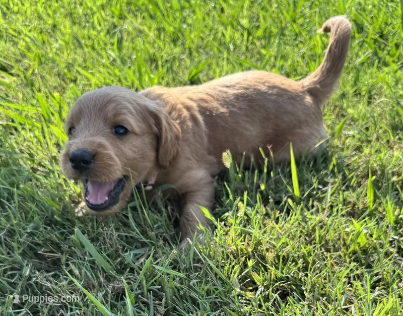 Mauve Collar – Goldendoodle puppy for sale in Pontotoc, MS