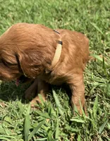 White Collar, a female Goldendoodle for sale in Pontotoc, MS – 3 of 5