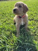Hot Pink Collar, a female Goldendoodle for sale in Pontotoc, MS – 2 of 2