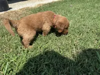 Red Collar, a male Goldendoodle for sale in Pontotoc, MS – 4 of 7