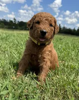 Yellow Collar, a female Goldendoodle for sale in Pontotoc, MS – 4 of 5
