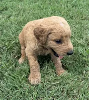 Purple Collar, a female Goldendoodle for sale in Pontotoc, MS – 3 of 3