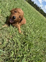Orange Collar, a female Goldendoodle for sale in Pontotoc, MS – 4 of 4