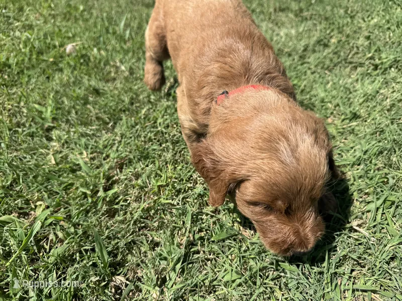 Red Collar – Goldendoodle puppy for sale in Pontotoc, MS