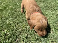 Red Collar, a male Goldendoodle for sale in Pontotoc, MS – 3 of 7