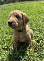 Green Collar, a male Goldendoodle for sale in Pontotoc, MS – 2 of 3