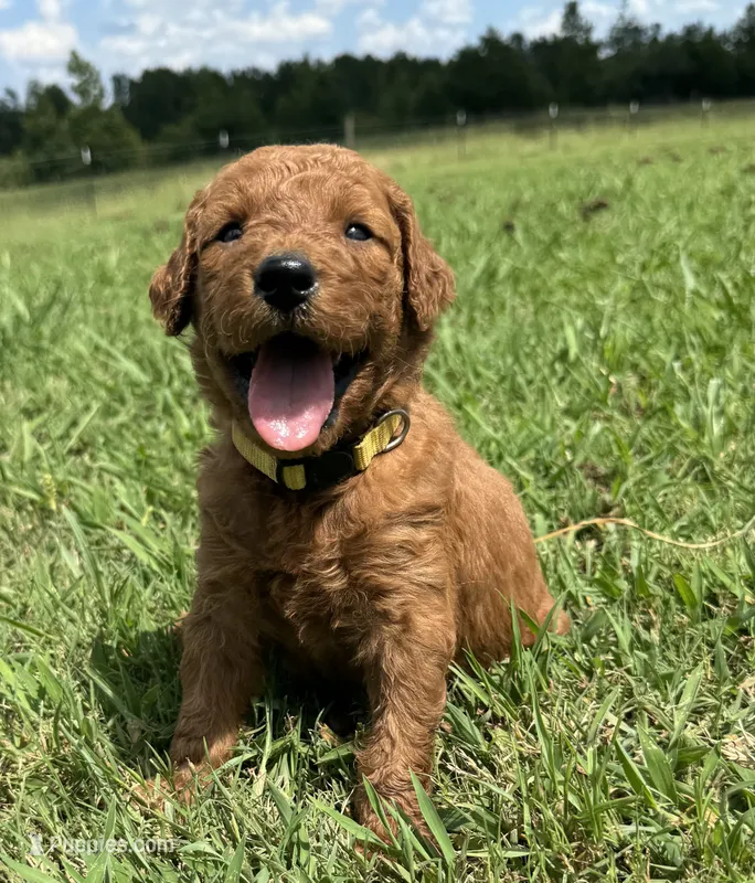 Yellow Collar – Goldendoodle puppy for sale in Pontotoc, MS