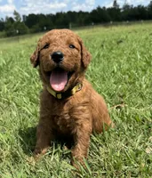 Yellow Collar, a female Goldendoodle for sale in Pontotoc, MS – 1 of 5