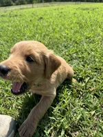 Green Collar, a male Goldendoodle for sale in Pontotoc, MS – 3 of 3