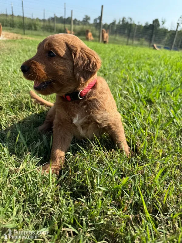 Red Collar – Goldendoodle puppy for sale in Pontotoc, MS