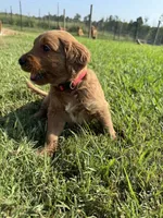 Red Collar, a male Goldendoodle for sale in Pontotoc, MS – 5 of 7