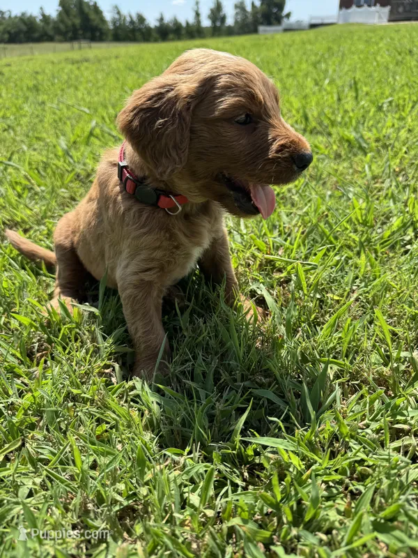 Red Collar – Goldendoodle puppy for sale in Pontotoc, MS