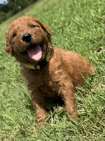 Yellow Collar, a female Goldendoodle for sale in Pontotoc, MS – 2 of 5