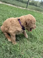 Purple Collar, a female Goldendoodle for sale in Pontotoc, MS – 2 of 3