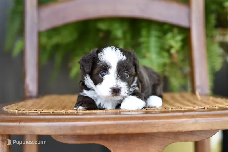 Rainee~ toy size – Aussiedoodle puppy for sale in Greenbrier, AR