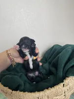 Jasper~ toy size, a male Aussiedoodle for sale in Greenbrier, AR – 4 of 7