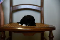 Jasper~ toy size, a male Aussiedoodle for sale in Greenbrier, AR – 3 of 7