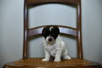 Benny Boy, a male Poodle - Toy  for sale in Greenbrier, AR – 7 of 8
