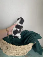 Benny Boy, a male Poodle - Toy  for sale in Greenbrier, AR – 4 of 8