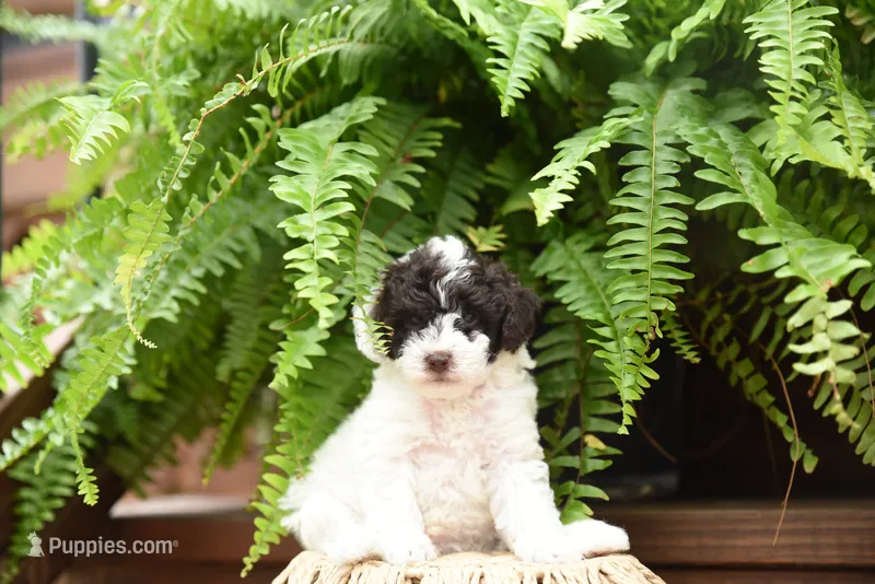 Oliver – Poodle - Toy  puppy for sale in Greenbrier, AR