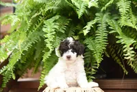 Oliver, a male Poodle - Toy  for sale in Greenbrier, AR – 1 of 6