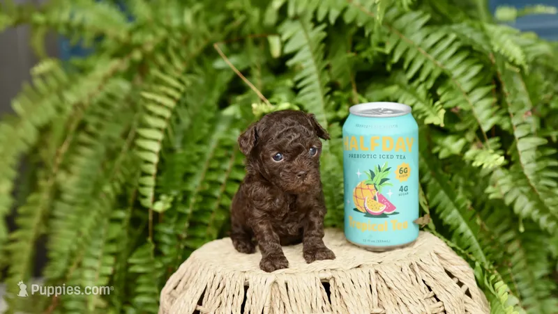 Teenie Weenie Beenie – Poodle - Toy  puppy for sale in Greenbrier, AR