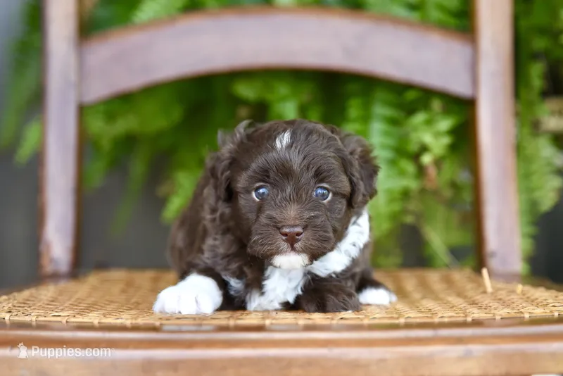 Fern~ toy size – Aussiedoodle puppy for sale in Greenbrier, AR