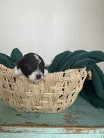 Benny Boy, a male Poodle - Toy  for sale in Greenbrier, AR – 5 of 8