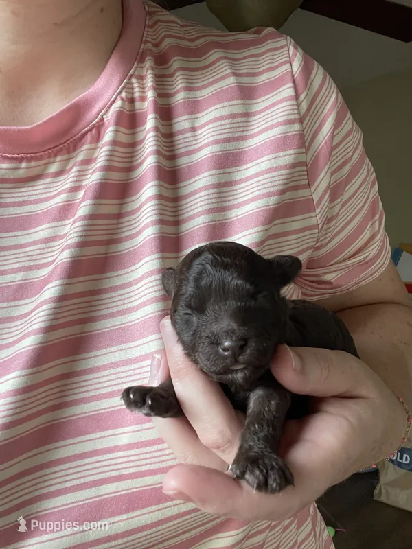 Polly Pocket – Poodle - Toy  puppy for sale in Greenbrier, AR