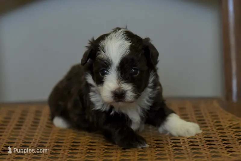 Rainee~ toy size – Aussiedoodle puppy for sale in Greenbrier, AR