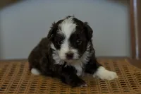 Rainee~ toy size, a female Aussiedoodle for sale in Greenbrier, AR – 1 of 6