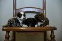 Jasper~ toy size, a male Aussiedoodle for sale in Greenbrier, AR – 2 of 7