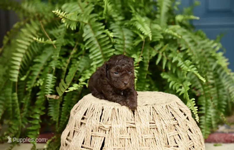Polly Pocket – Poodle - Toy  puppy for sale in Greenbrier, AR