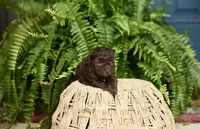 Polly Pocket, a female Poodle - Toy  for sale in Greenbrier, AR – 1 of 3