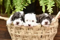 Benny Boy, a male Poodle - Toy  for sale in Greenbrier, AR – 2 of 8