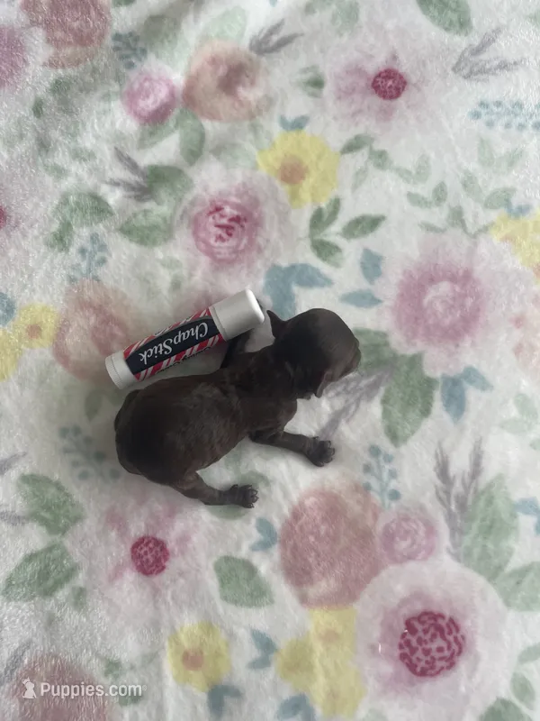 Teenie Weenie Beenie – Poodle - Toy  puppy for sale in Greenbrier, AR